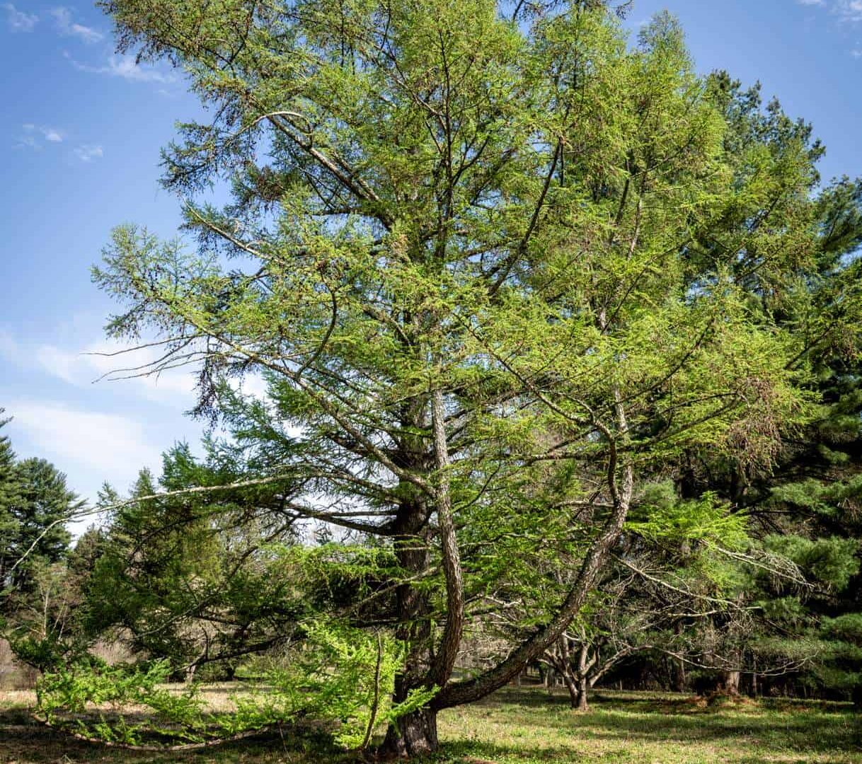 John J. Tyler Arboretum Route 1 Views