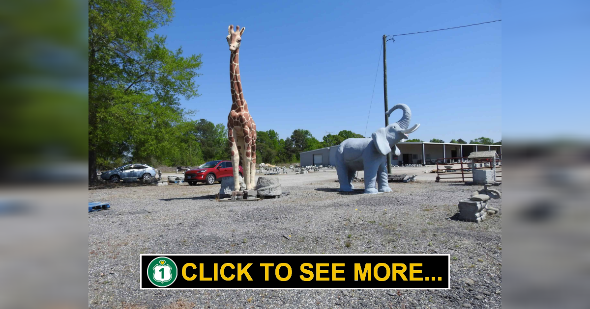 Lions and Tigers and Bears, Oh My! Bethune, SC Route 1 Views