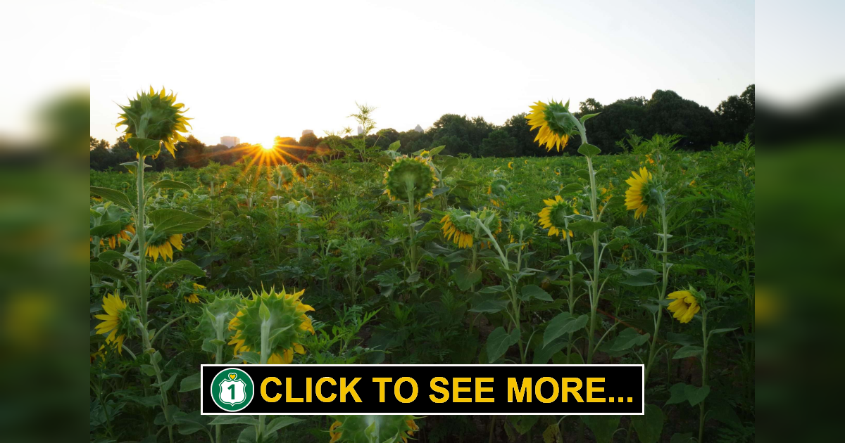 Sunflower Field in Raleigh Brings Healing Route 1 Views