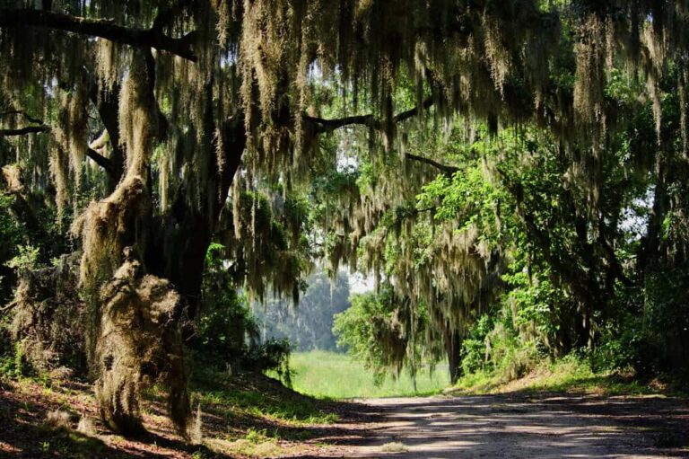 Camden, Aiken, and the Road Britain Controlled: Route 1 SC in 3 Days