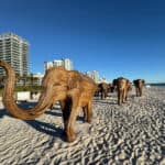 Elephant Herd Off Route 1 - Miami Beach