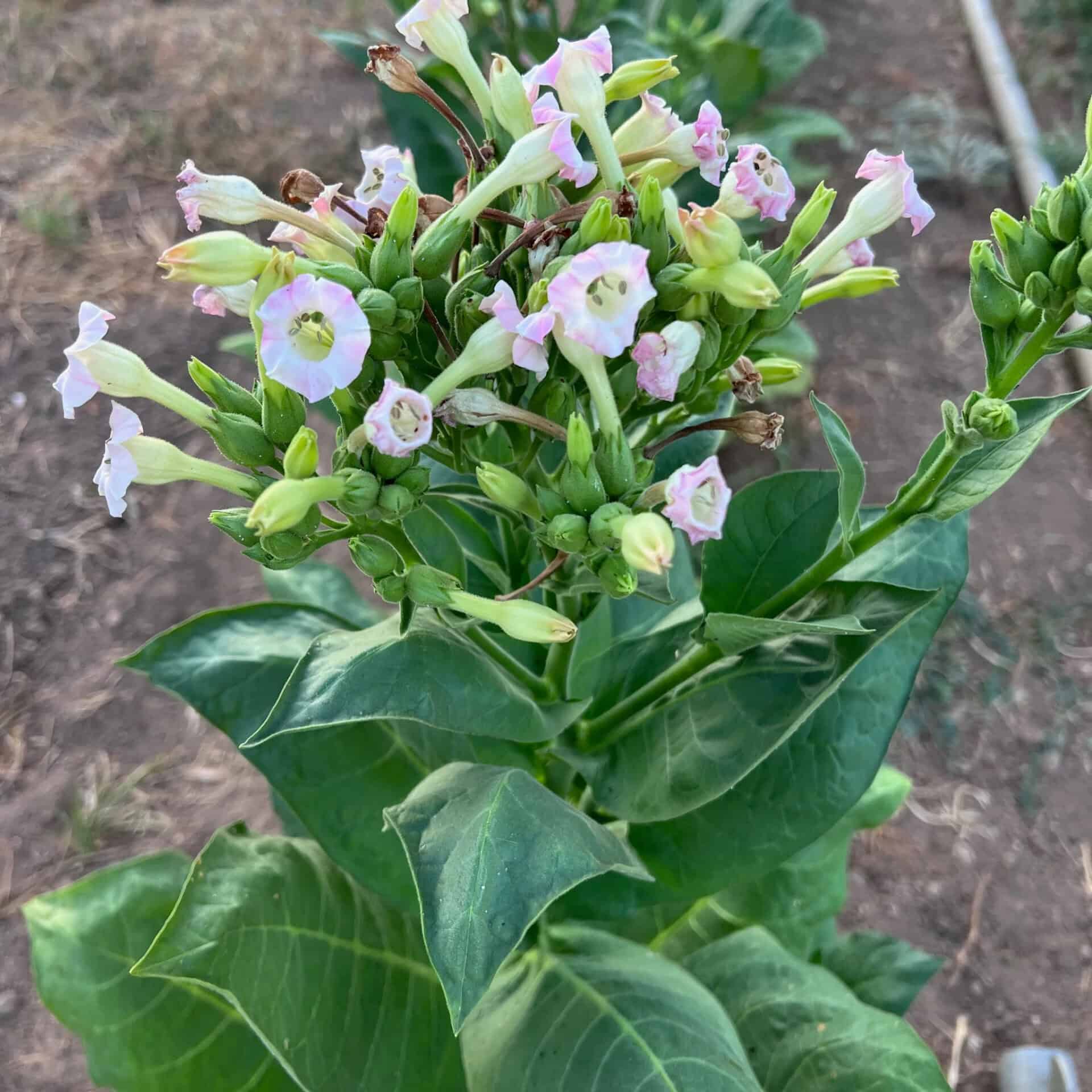 What the fuss is all about.... nicotania! The tobacco plant.