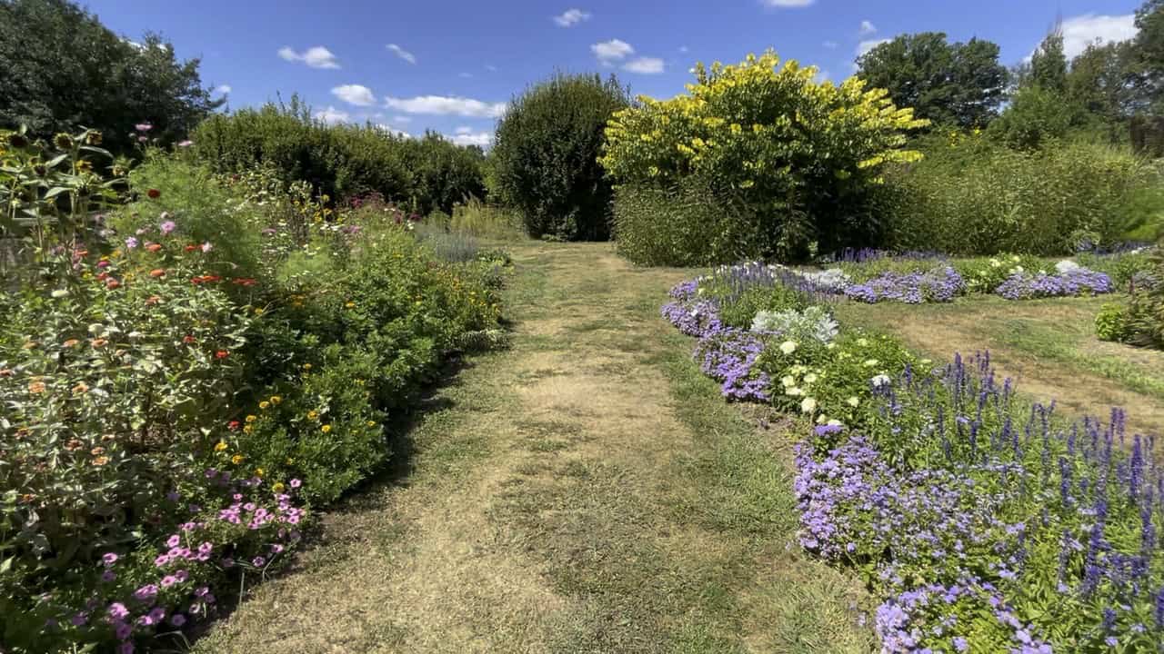 Strolling with the grand dog amidst the pollinators