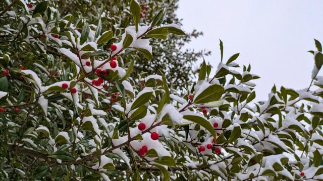Holly - one of the earliest and longest lasting research subjects at Rutgers