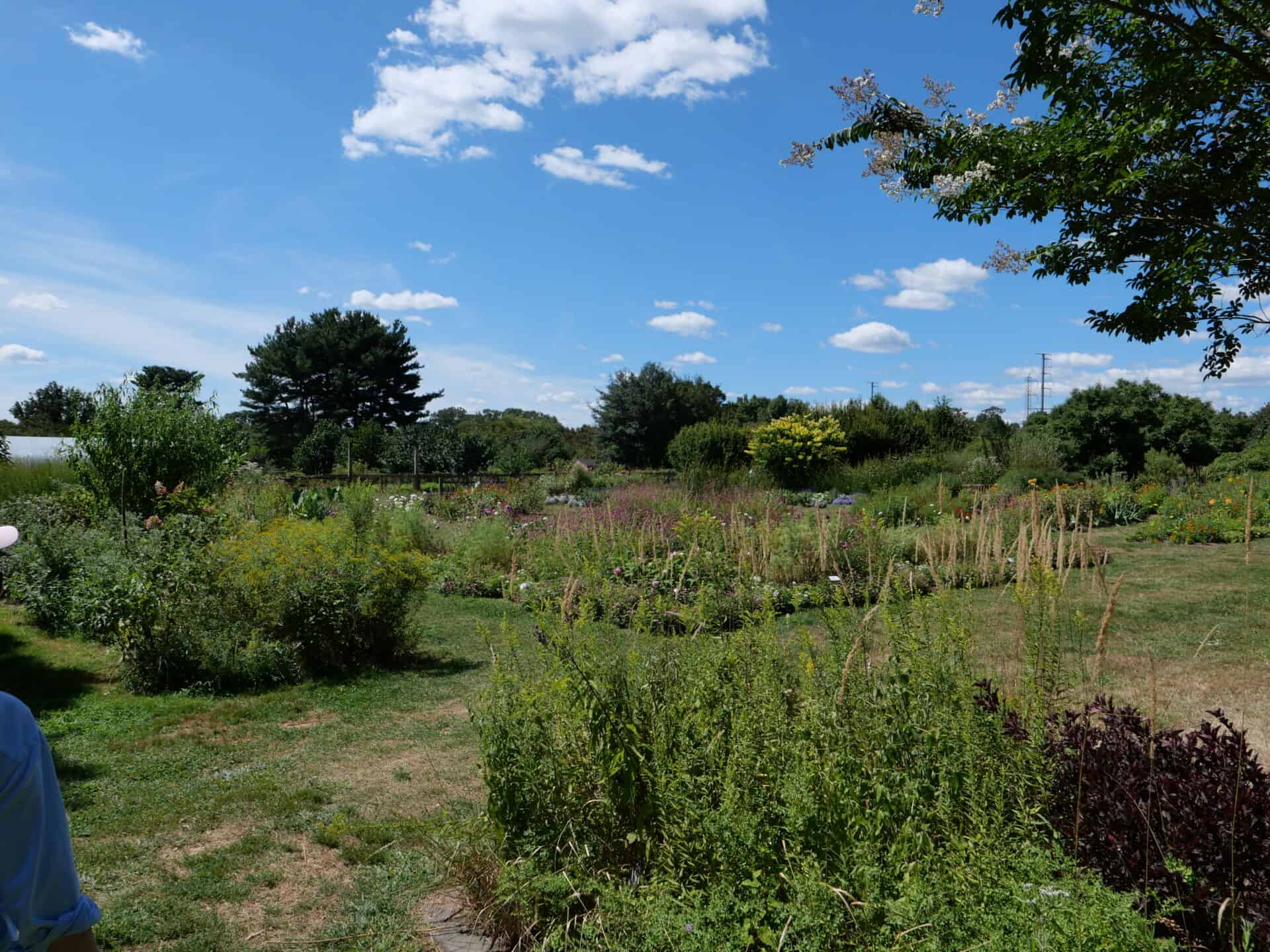 Prime time in the pollinator garden!