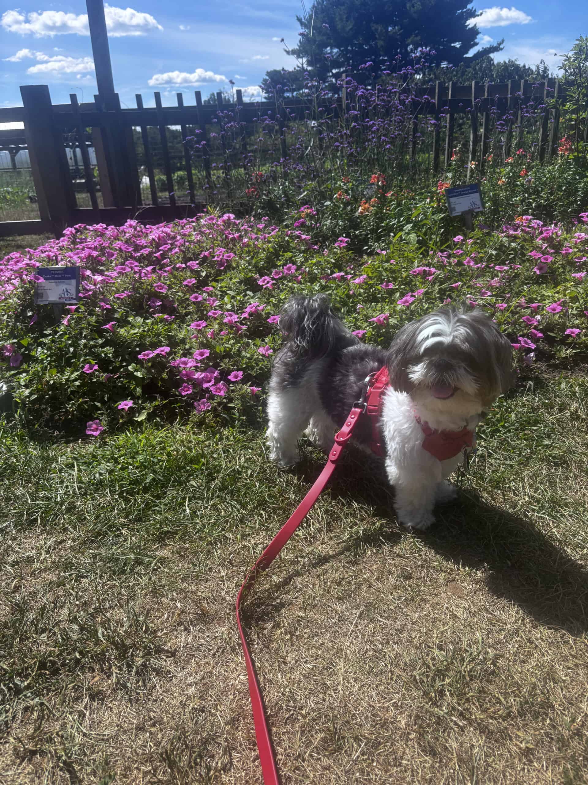 Our Grand-dog & her namesake, Lily Petunia!