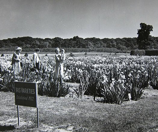 Early visits in the 1920s included the irises being developed at Rutgers