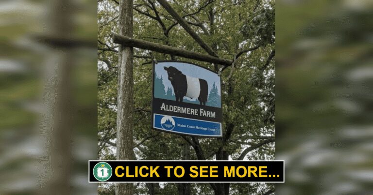 Discover Aldermere Farm: Home of Maine’s Beloved Oreo Cows in Rockport!