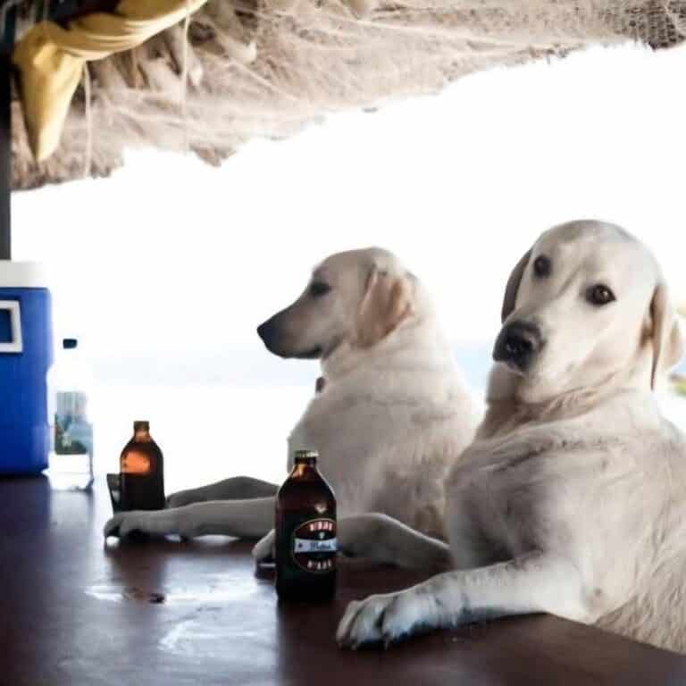 Pooch Friendly island Dogs Bar Key West