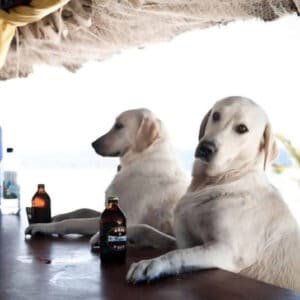 February 2026 winner