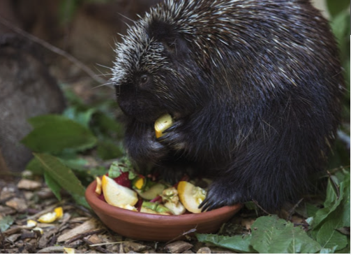 Explore Wildlife Rescue at the Center for Wildlife in York, ME