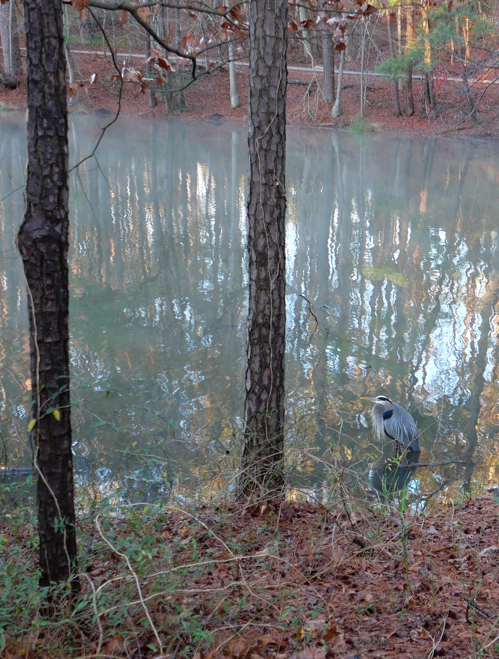Fishing at dawn, heron style