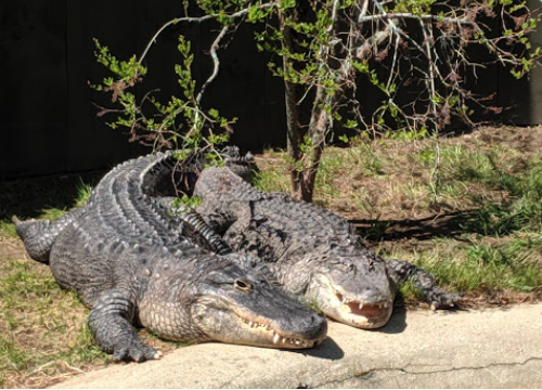 Photo: Drew "BluShark" Young