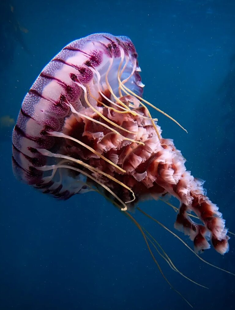 The Rare Jellyfish Museum Pompano Beach