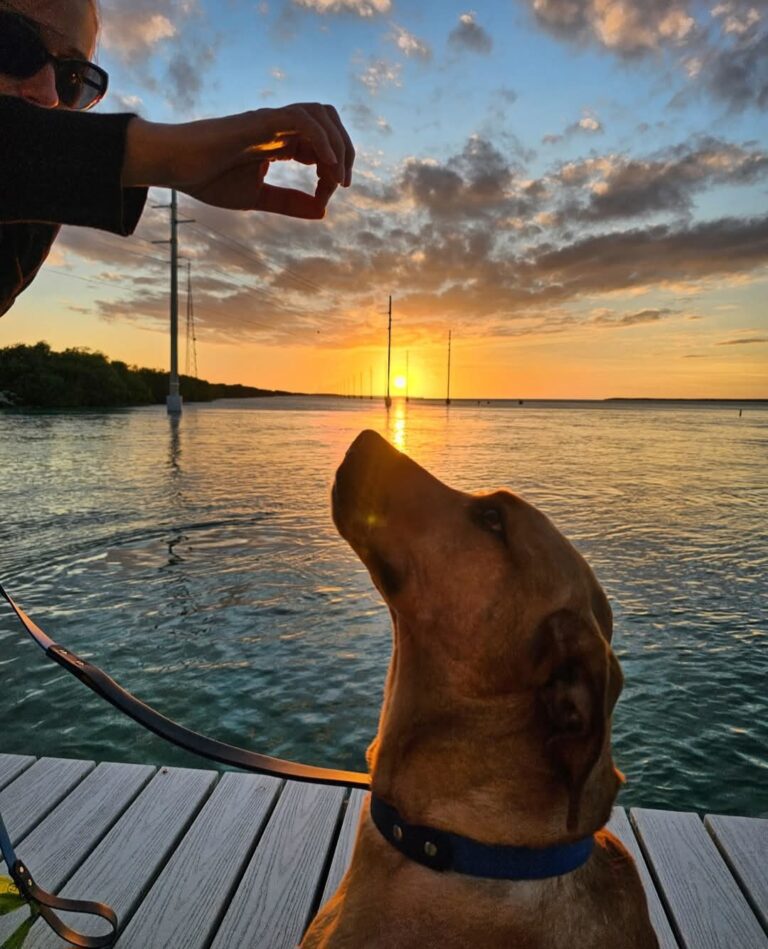 Dock or drive along Route 1 to Papa Joe's Waterfront Islamorada