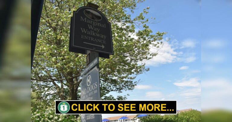 Coastal Beauty on the Marginal Way: A Perfect Ogunquit Walking Path