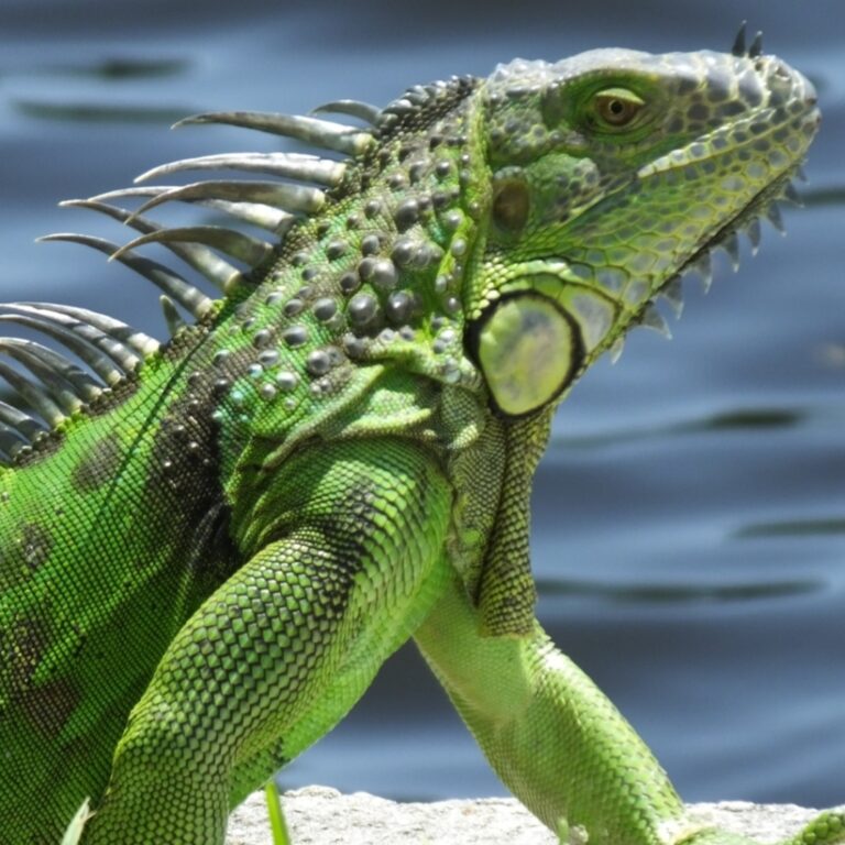 Iguana Racing: A Wild Reptilian Tradition in Islamorada, Florida