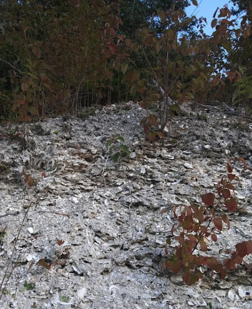 Explore Maine's Ancient Past at Whaleback Shell Midden in Damariscotta