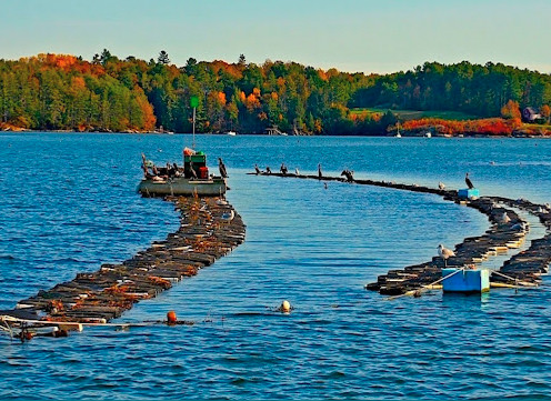 See Maine’s Famous Oyster Farms from Route 1 in Damariscotta