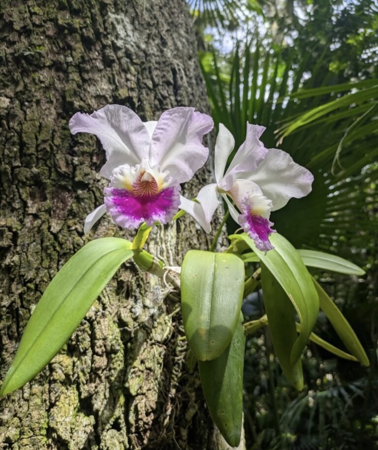Explore Florida’s Hidden Tropical Gem: McKee Botanical Gardens in Vero Beach
