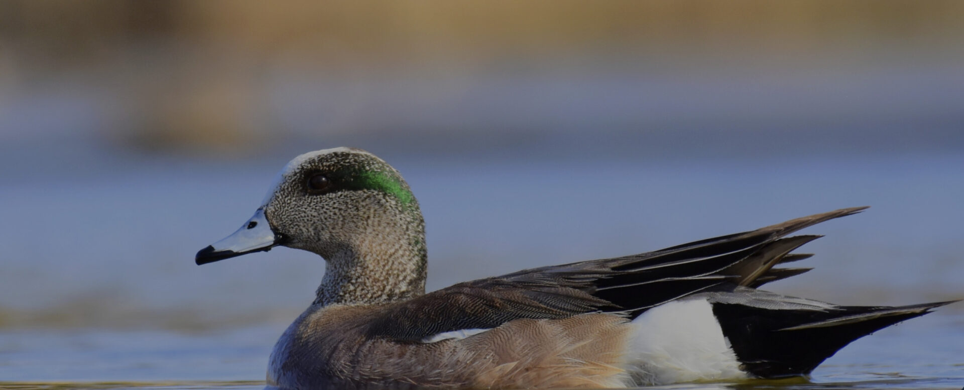 American wigeon, courtesy of USFWS