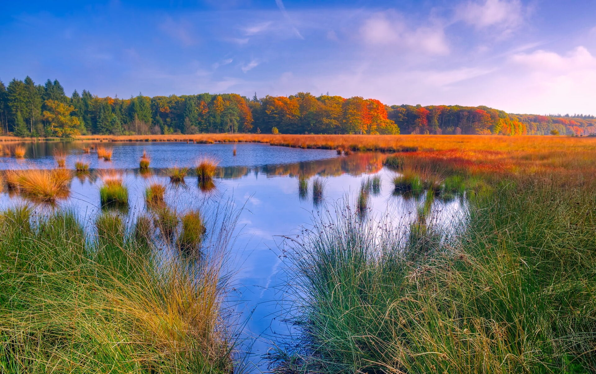 Fall in the swamp (royalty-free image)