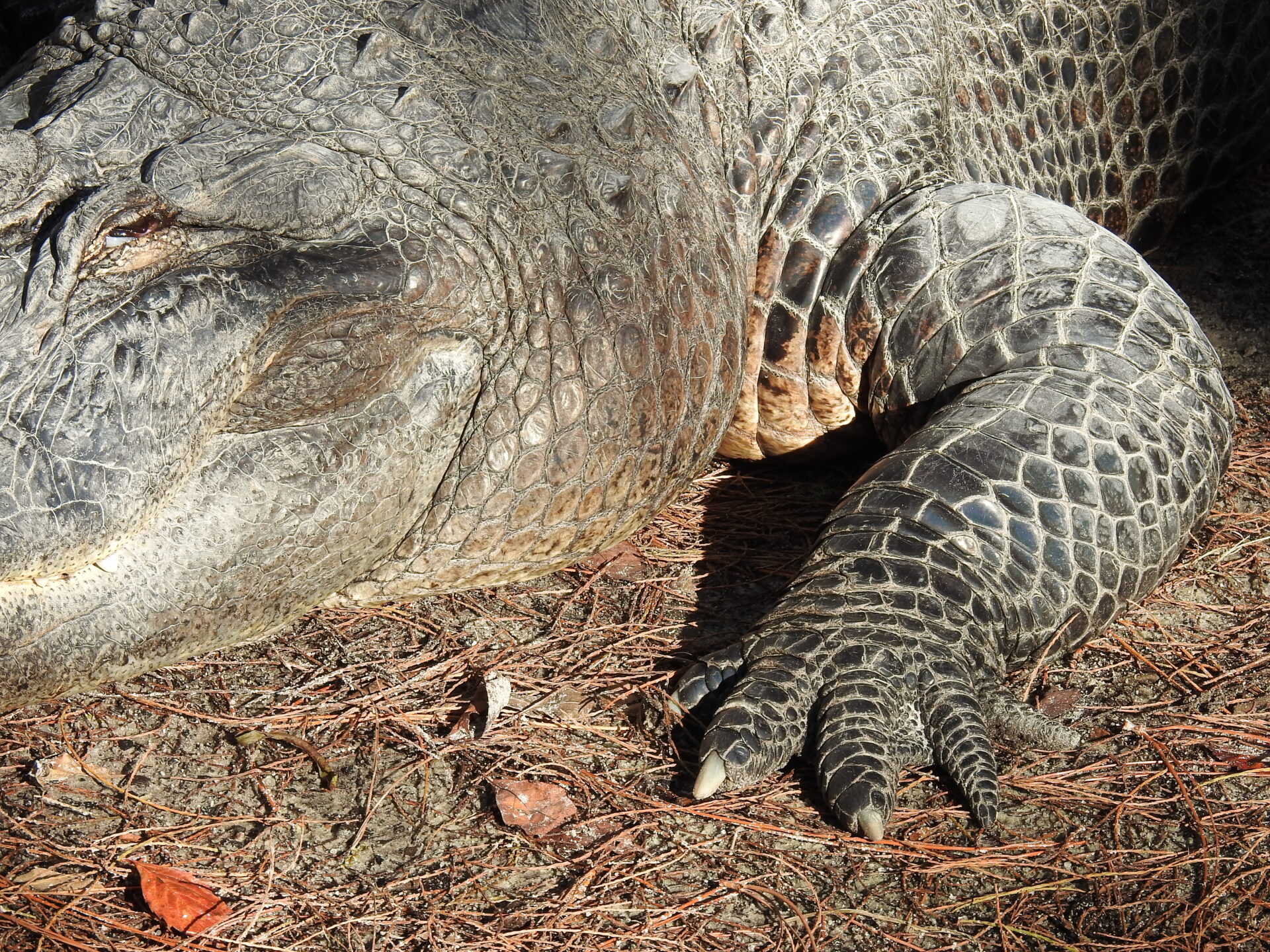 One of the big ol' denizens of the Swamp Park