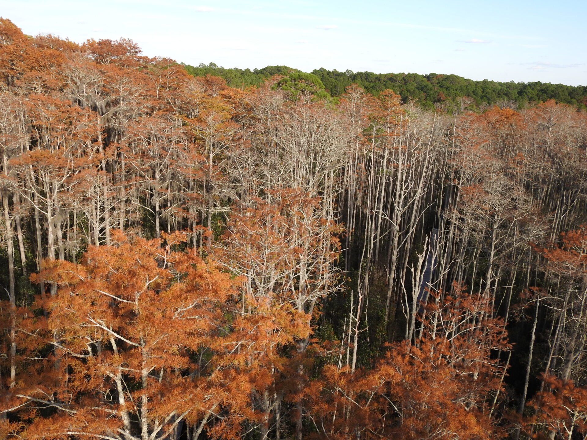 Fall colors from the fire tower along the boardwalk at the Swamp Park
