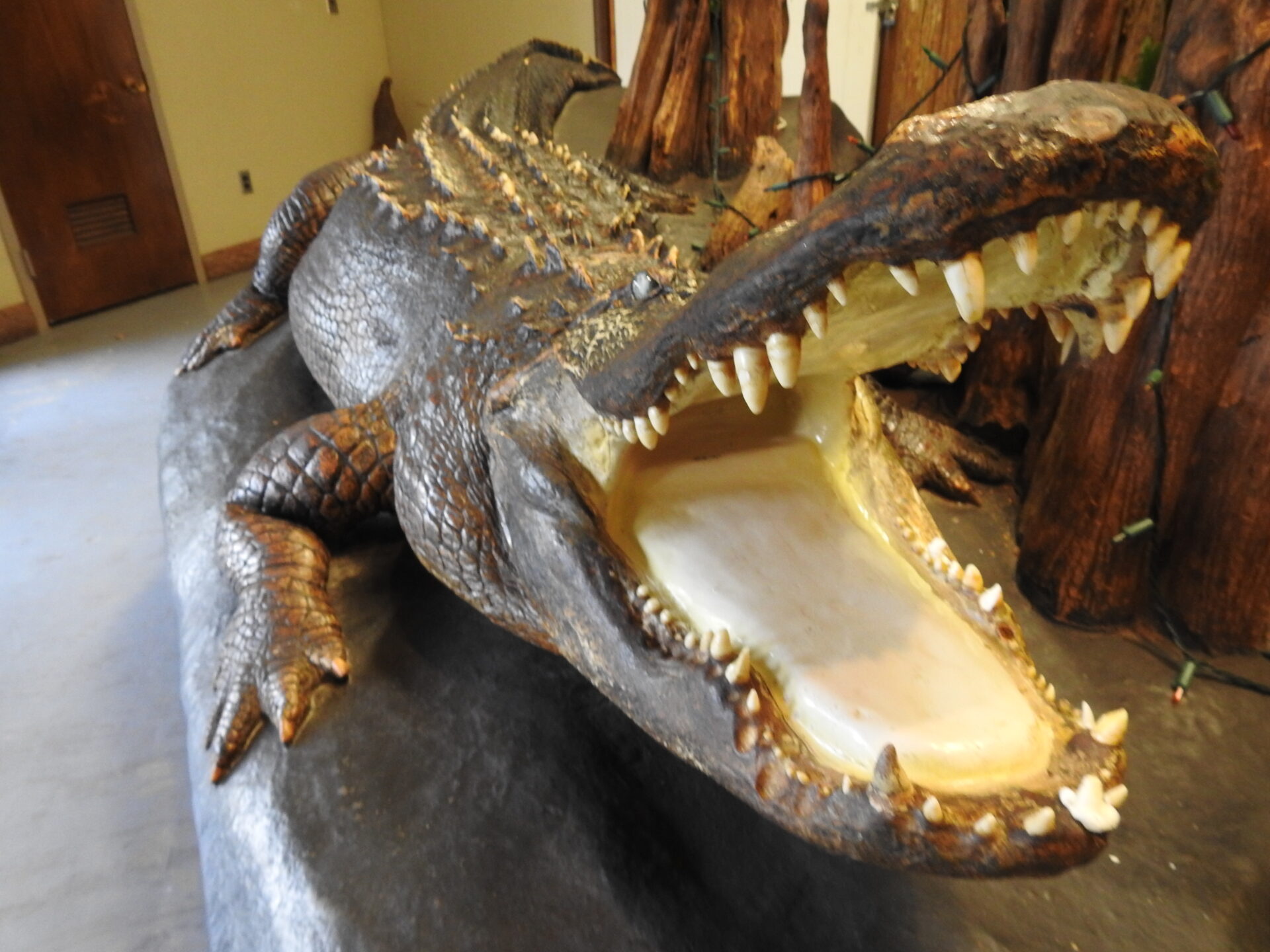 The biggest alligaror ever on display at the Swamp Park was "Old Roy" who died in 1972 at age 90!