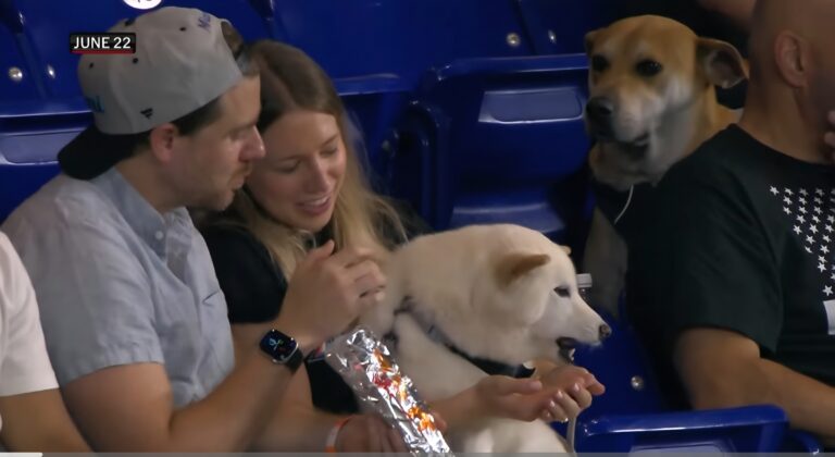 Viral Rescue Dog Finally Gets it's Ballpark Frank