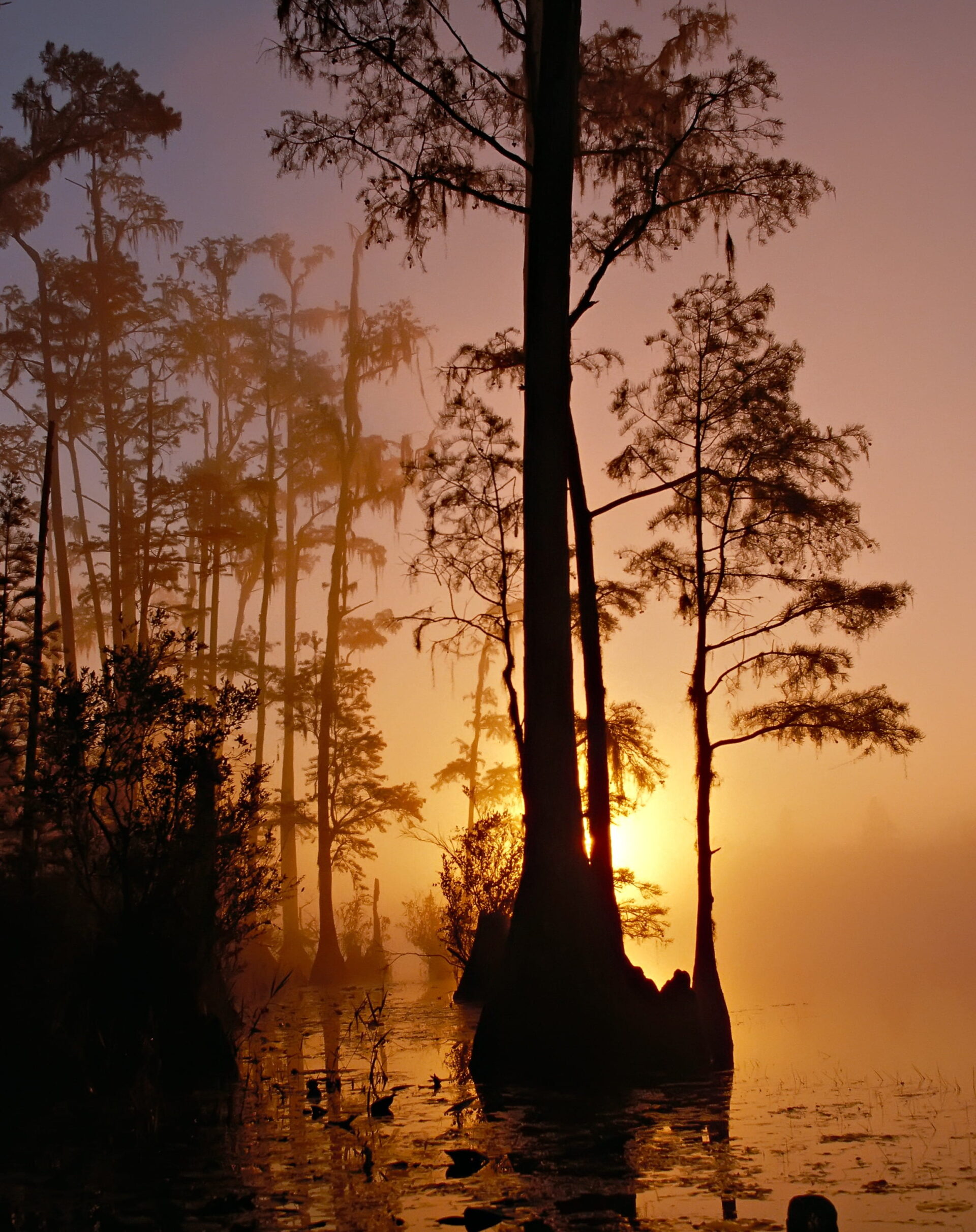 Swamp cypress at sunrise
