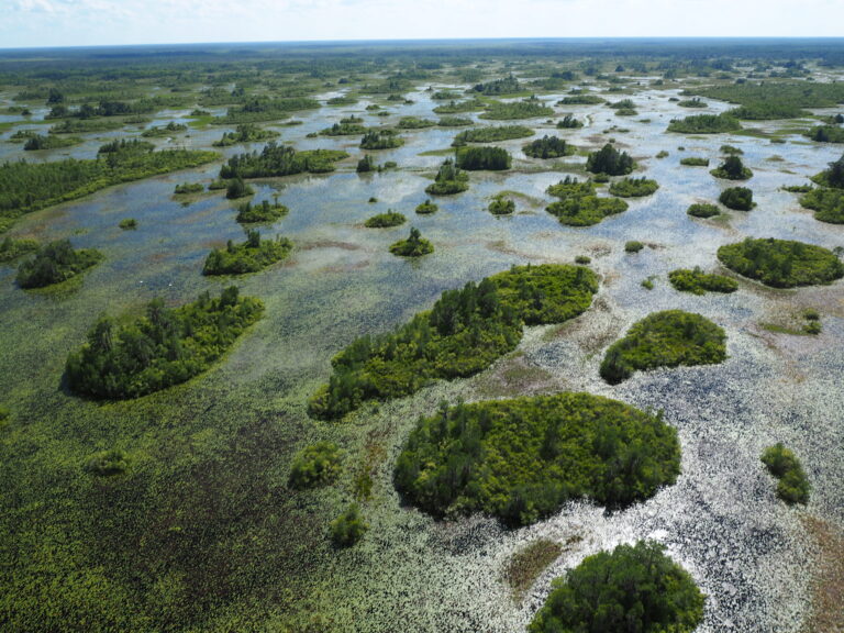 Exploring Okefenokee: Georgia’s New UNESCO World Heritage Swamp