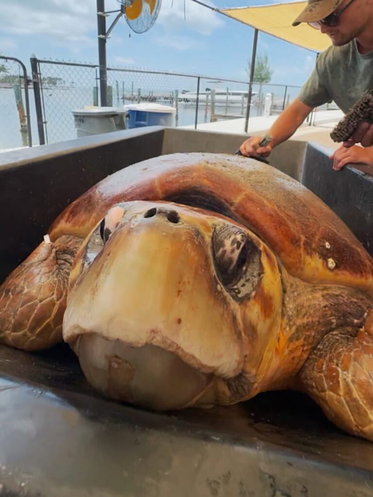 Happy Times at the Turtle Hospital in the Florida Keys
