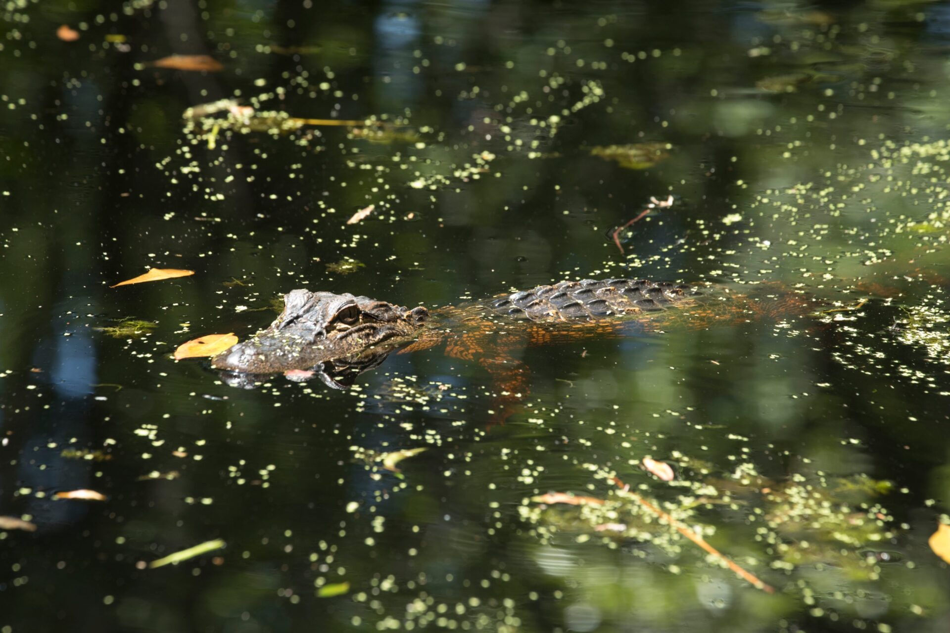 Okefenokee alligator, Courtesy of the US Library of Congress