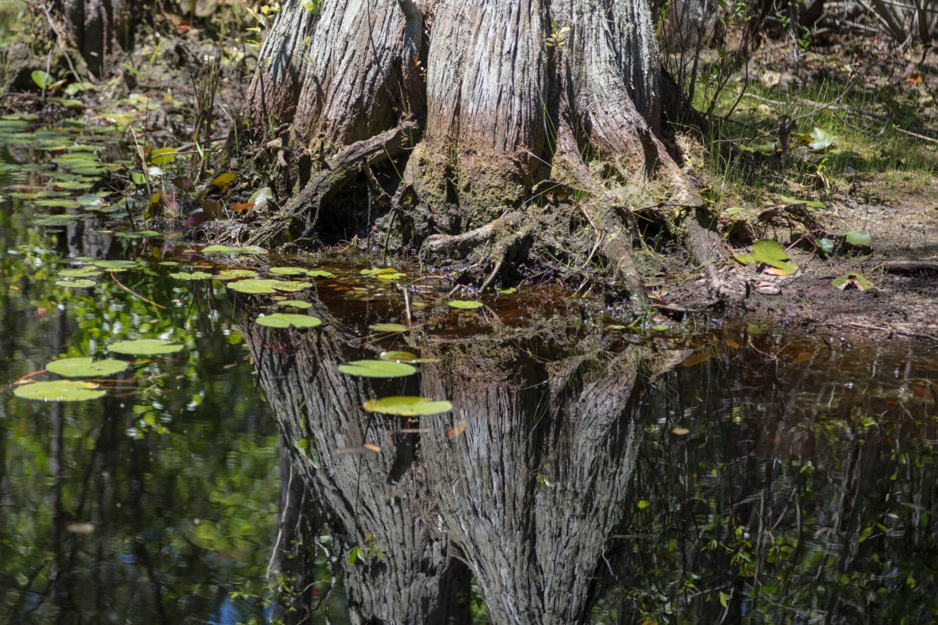 Okefenokee Swamp, Courtesy of the US Library of Congress